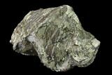 Pyrite Replaced Brachiopod (Paraspirifer) Fossil - Ohio #135570-2